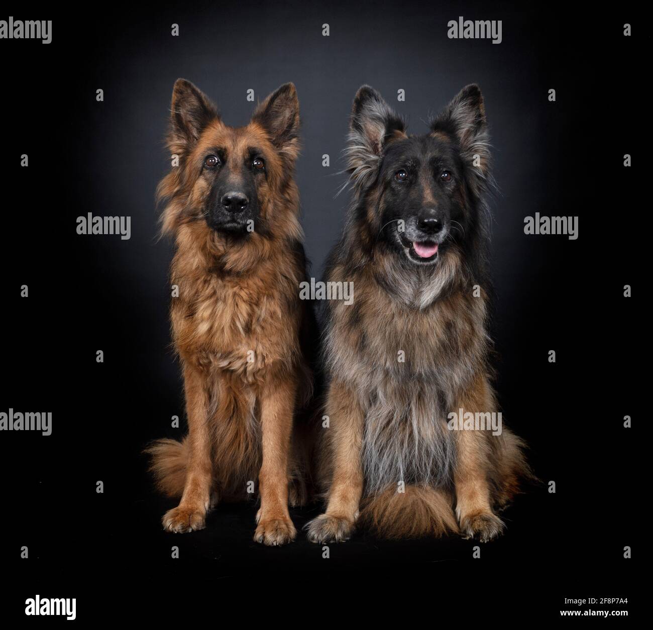 german shepherds in front of black background Stock Photo
