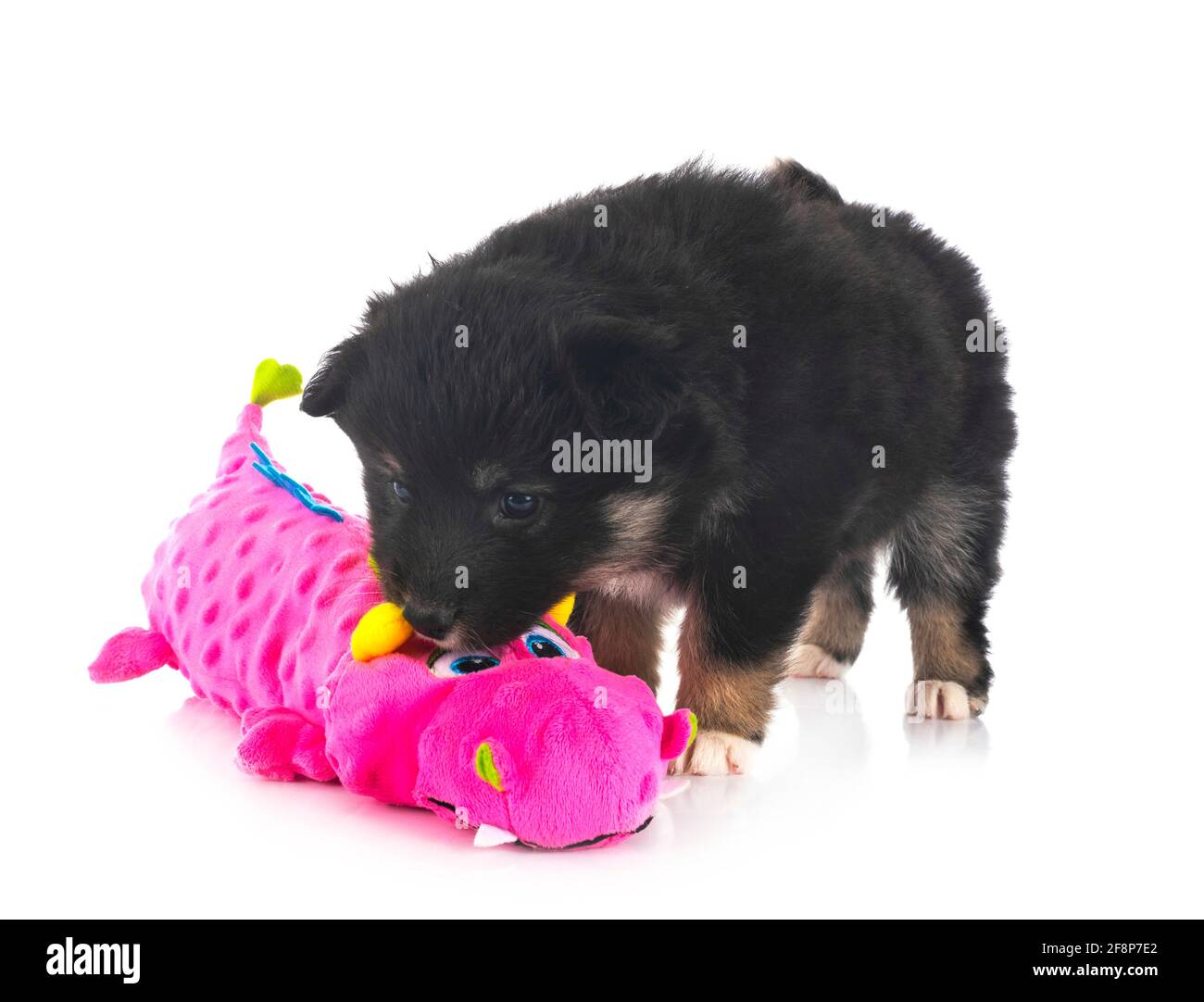 puppy Finnish Lapphund in front of white background Stock Photo