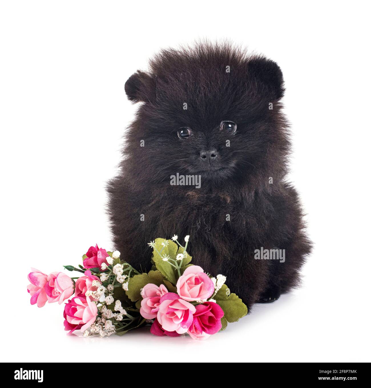 young pomeranian in front of white background Stock Photo