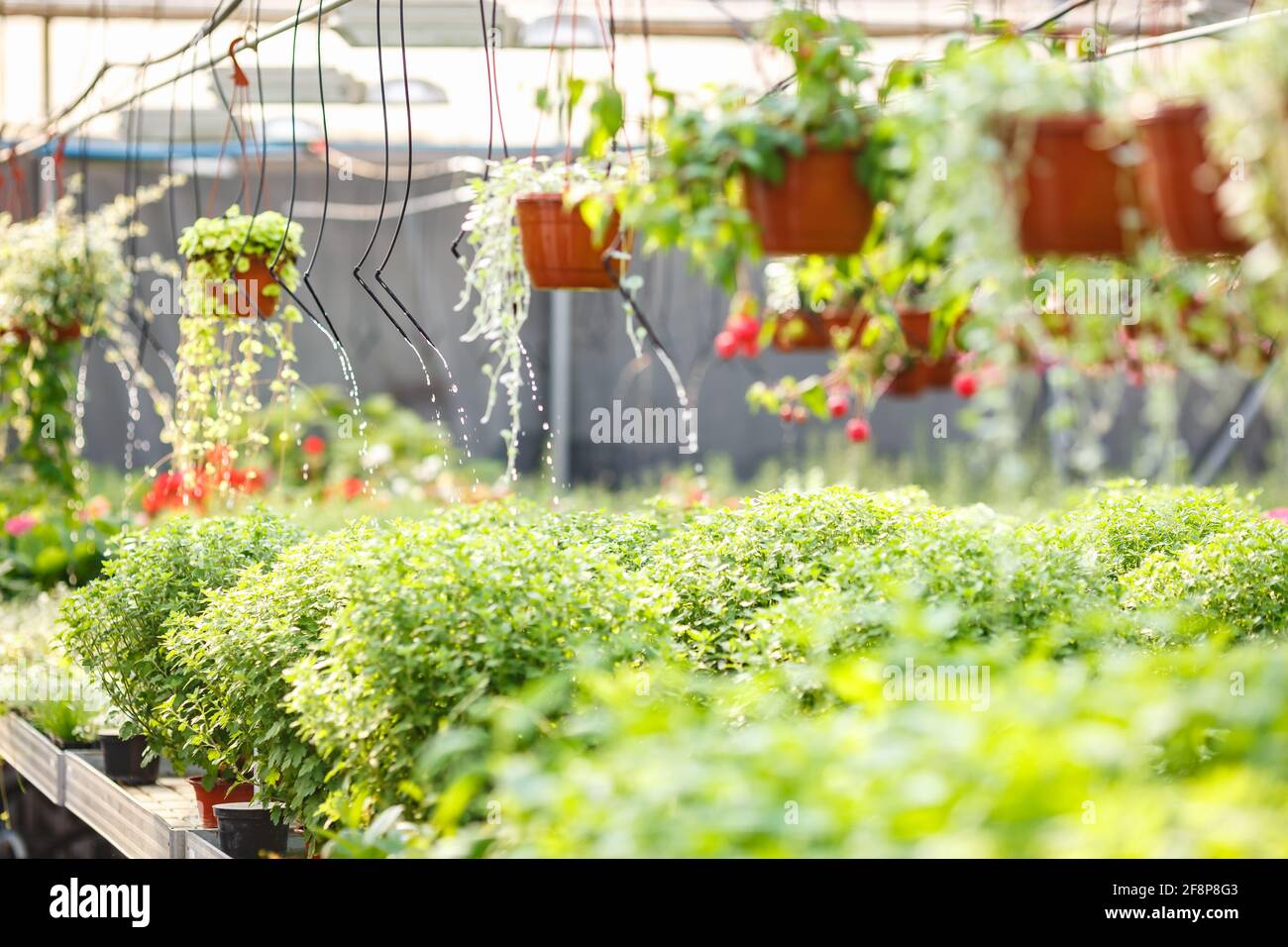 drip irrigation system for plants in the greenhouse Stock Photo Alamy