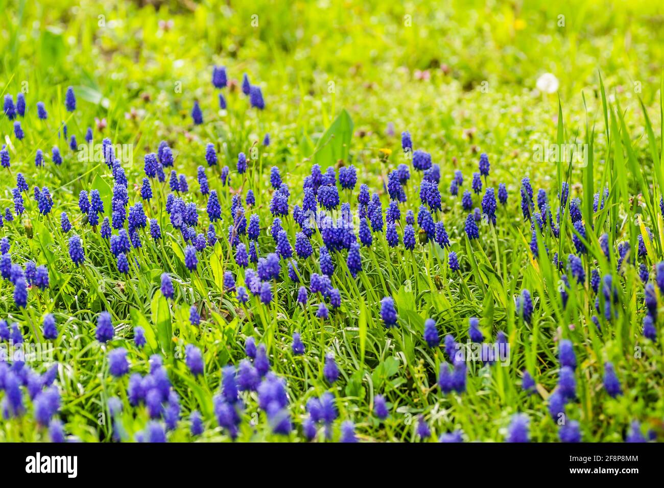 (Muscari botryoides) is a perennial herbaceous plant from the hyacinth family. Stock Photo