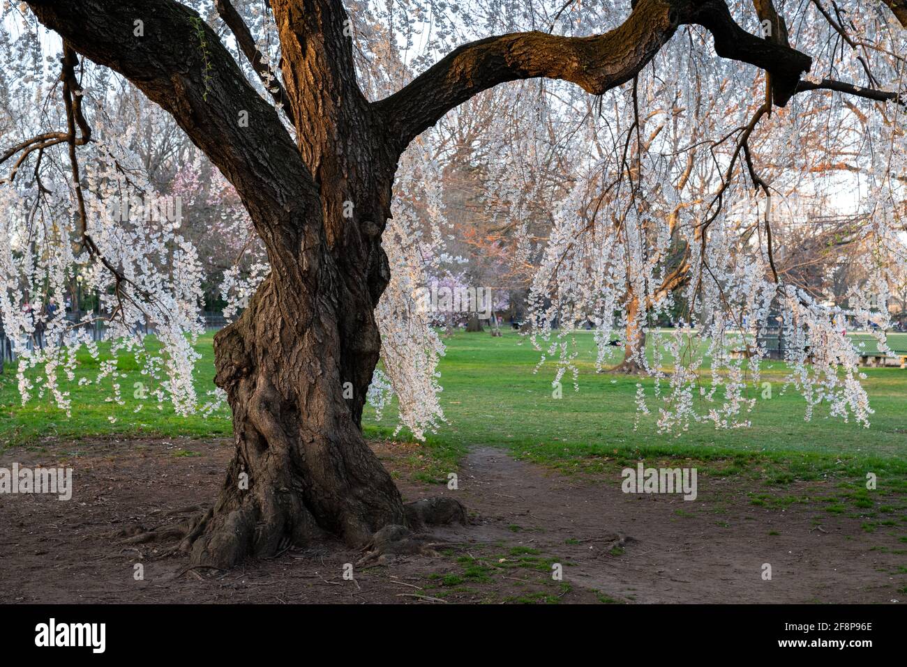 Beautiful trees blossoming in Central Park during Spring in New York City. Stock Photo