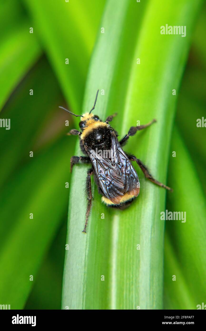 A yellow faced bumble bee in San Diego, California Stock Photo