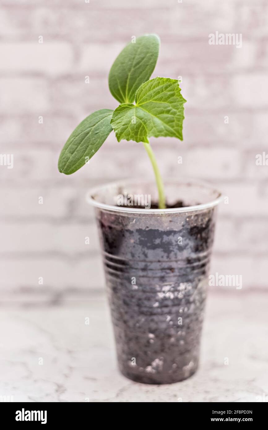 Vegetable sprout. Growing young cucumber seedlings in cups