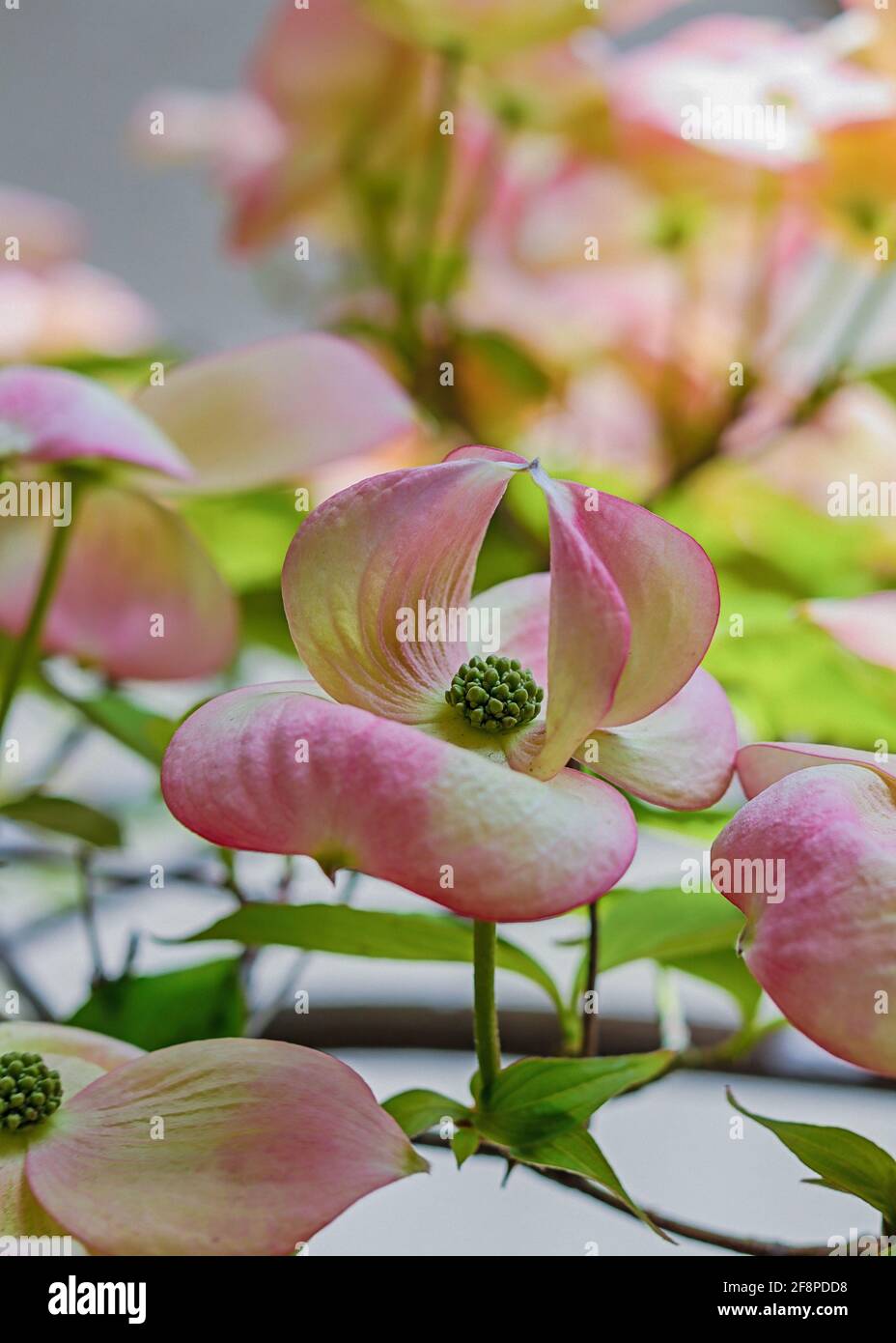 Dogwood tree blooming in the spring Stock Photo