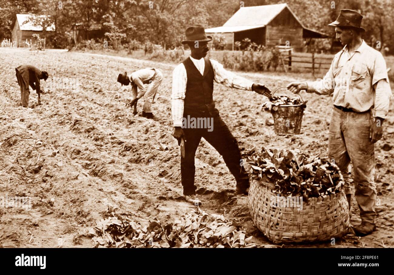 transplanting tobacco Transplanting tobacco plants at a plantation, Virginia, USA, early 1900s  Stock Photo