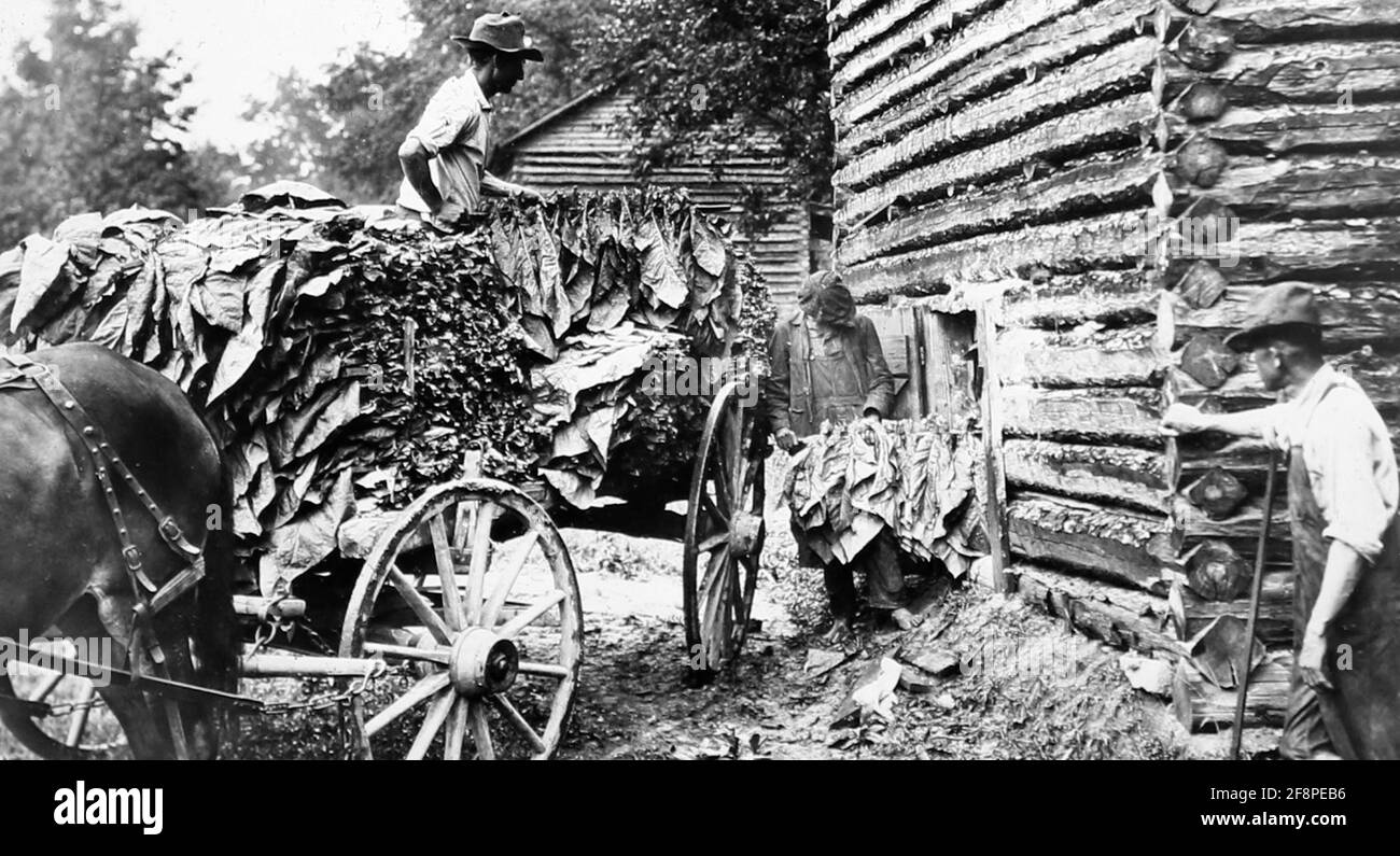 Virginia tobacco plantation Black and White Stock Photos & Images Alamy