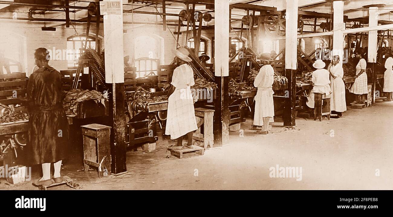 Processing tobacco at a plantation in Virginia, USA, early 1900s Stock Photo
