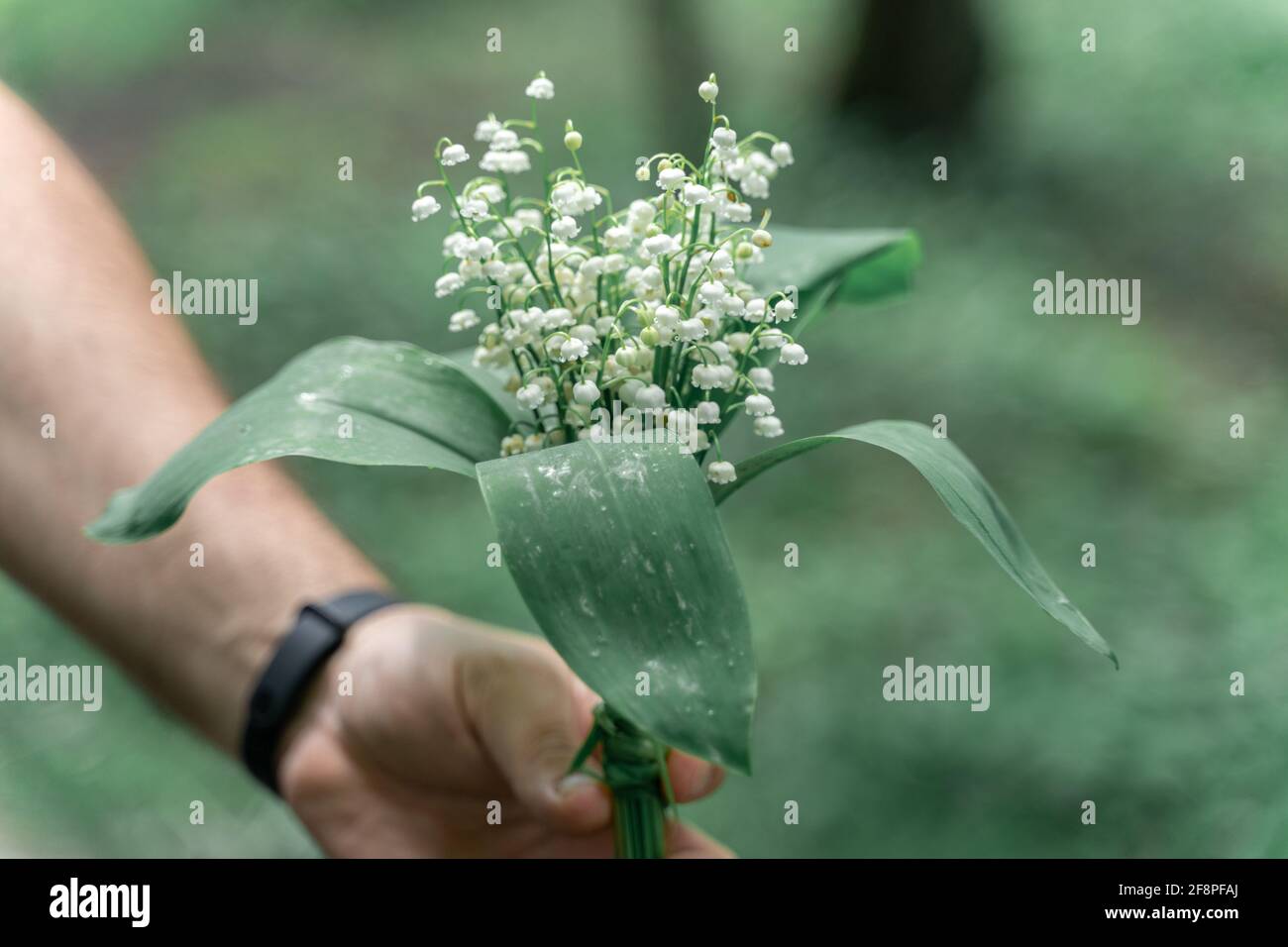 White lilies of the valley hi-res stock photography and images - Alamy