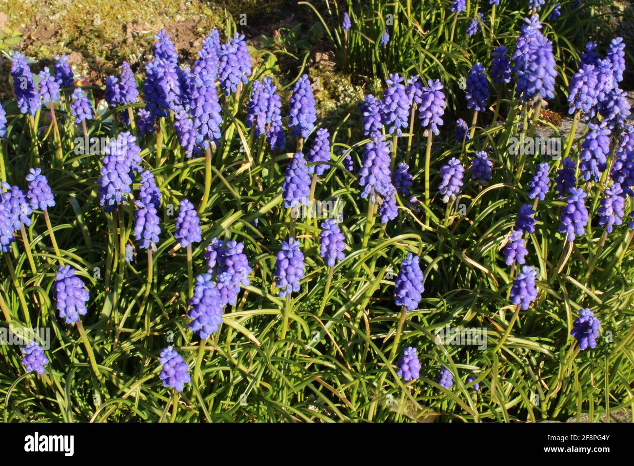 Muscari flower, Muscari armeniacum Grape Hyacinths. Beautiful blue Spring flowers in a garden Stock Photo
