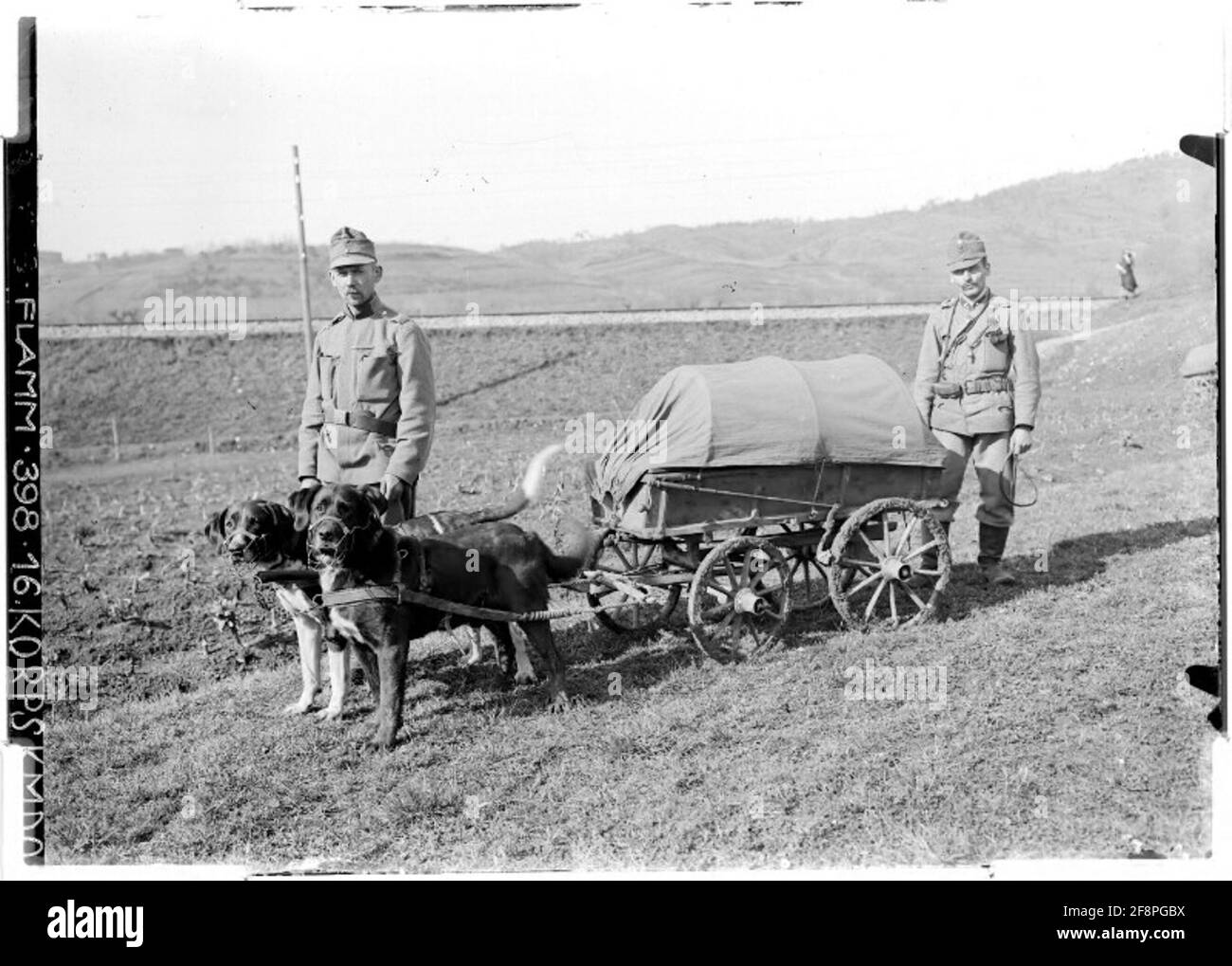 View of war-dogs pulling a cart for electric hand-lamps, Dornberk . Stock Photo