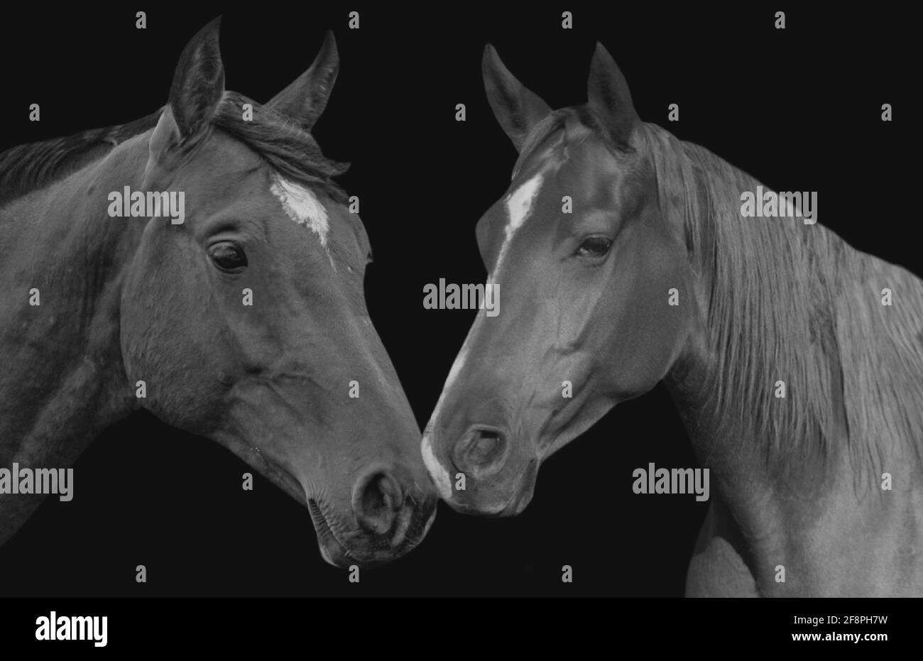 Chestnut horse black mane Black and White Stock Photos & Images - Alamy
