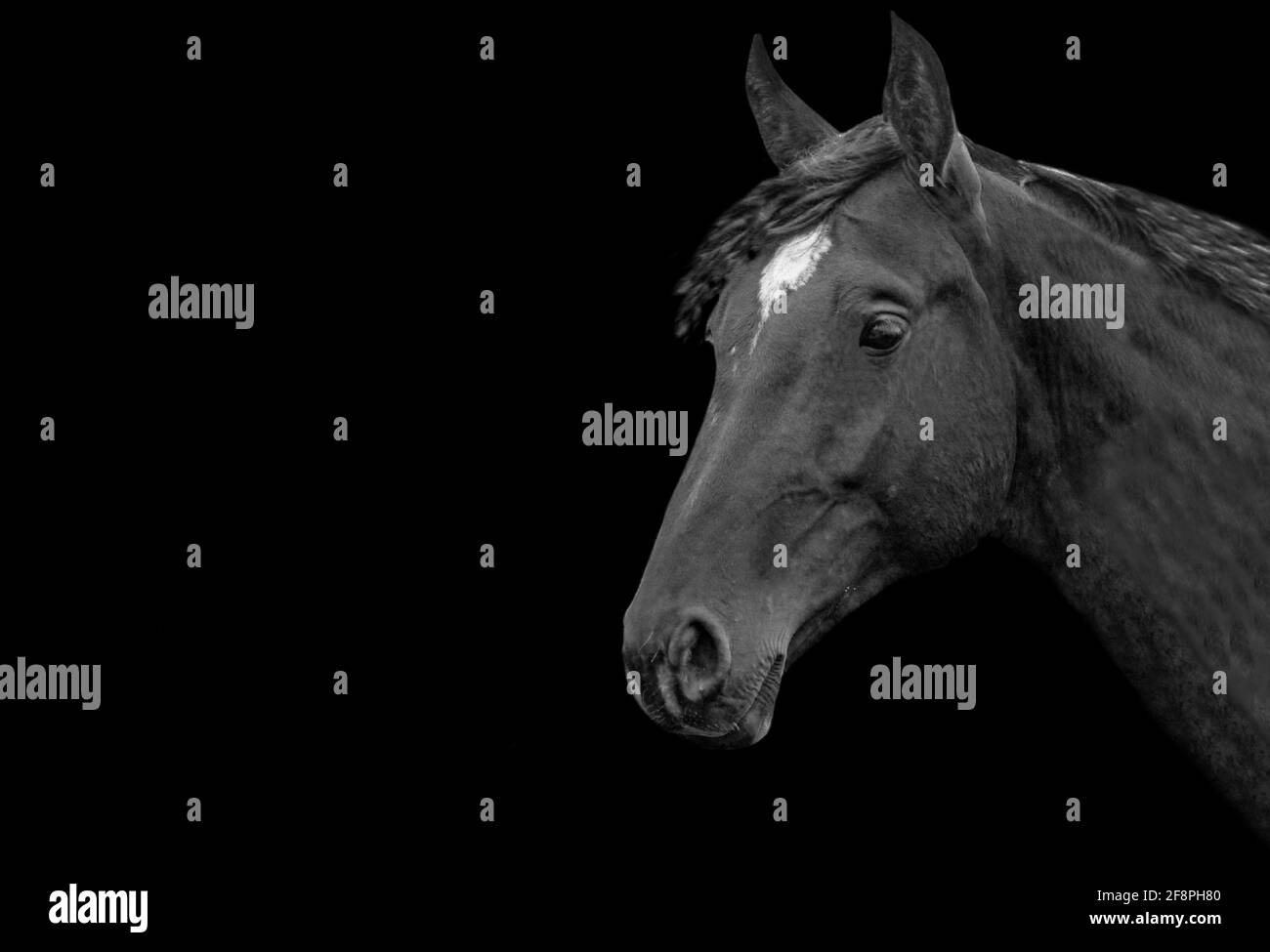 Amazing Black Horse Cute Face Stock Photo