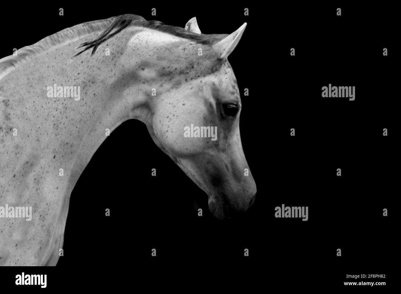Sad White Horse Closeup Face In The Black Background Stock Photo