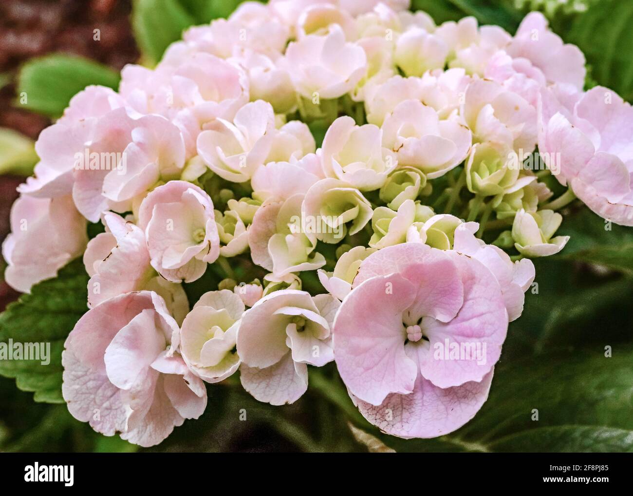 Light pink hydrangea blooming in the garden Stock Photo
