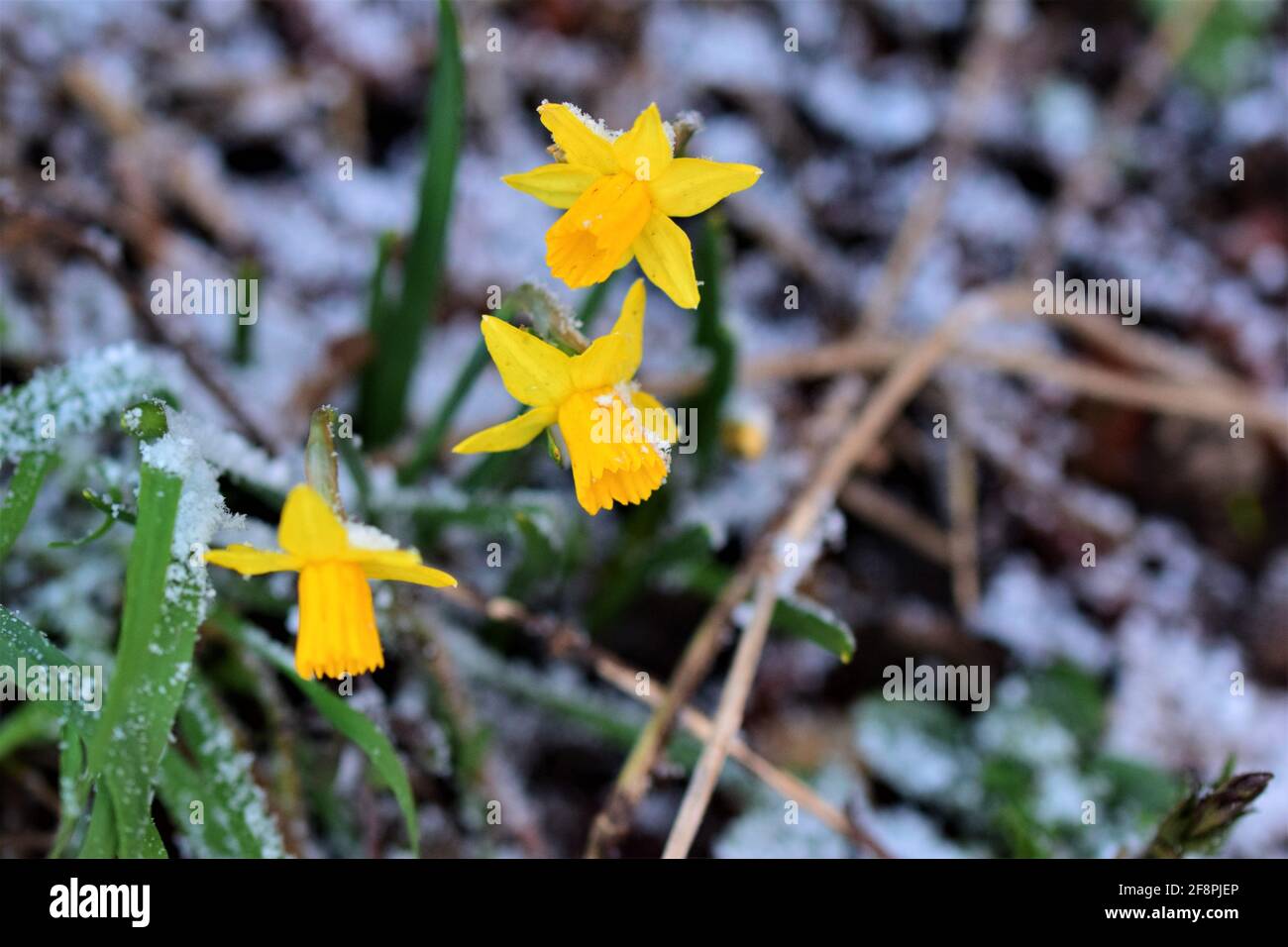 Close up of yellows daffodils in the snow with different focus Stock Photo