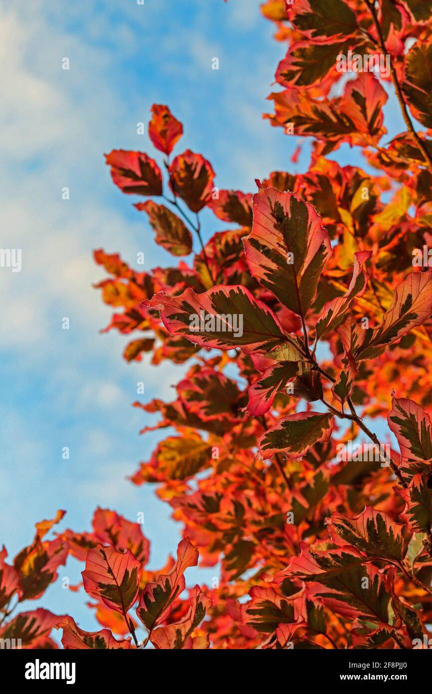 Red leaves on a tree with blue sky background Stock Photo