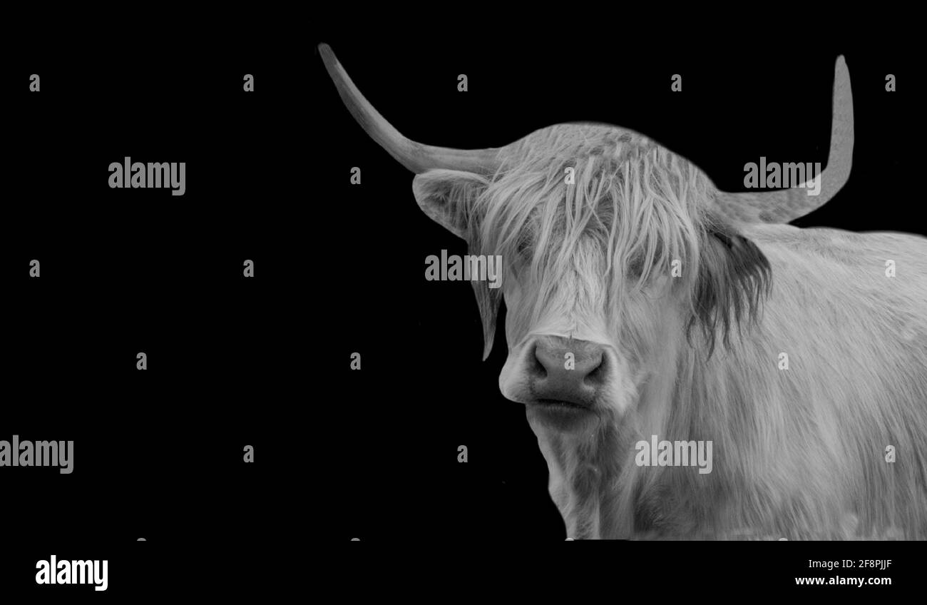 Big Horn Highland Cattle Closeup Face Stock Photo