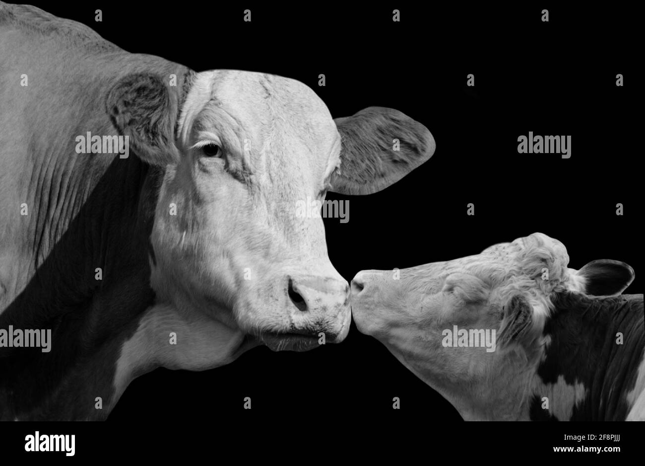 Mother And Baby Cow Face In The Black Background Stock Photo