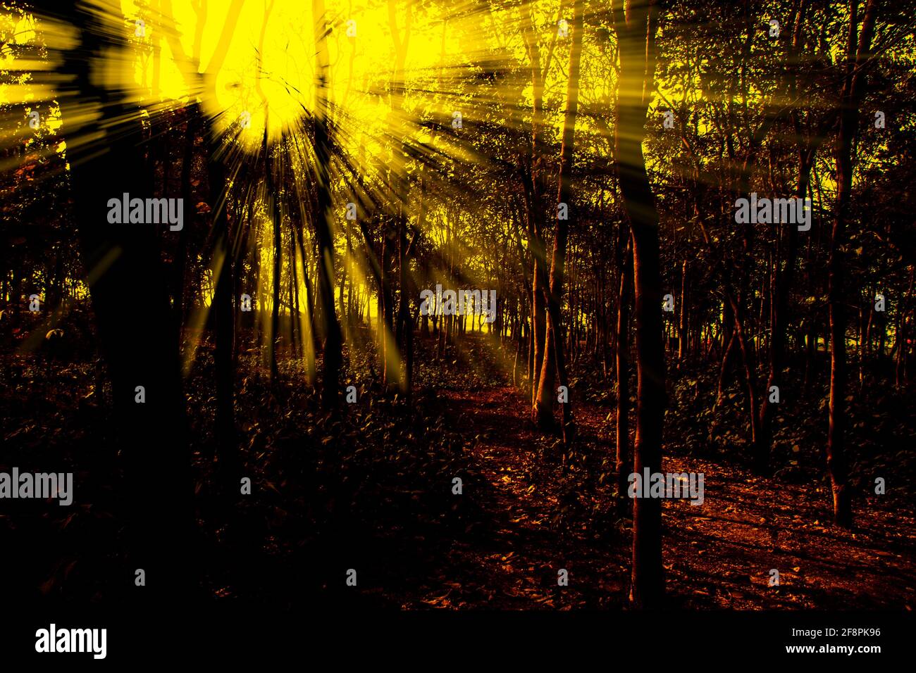 Sunlight coming through the forest Stock Photo - Alamy