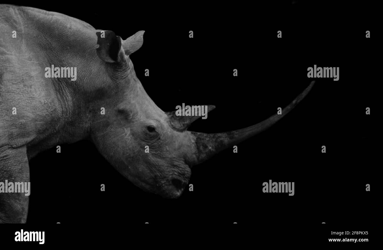 Big And Dangerous African Rhino Face In The Black Background Stock Photo