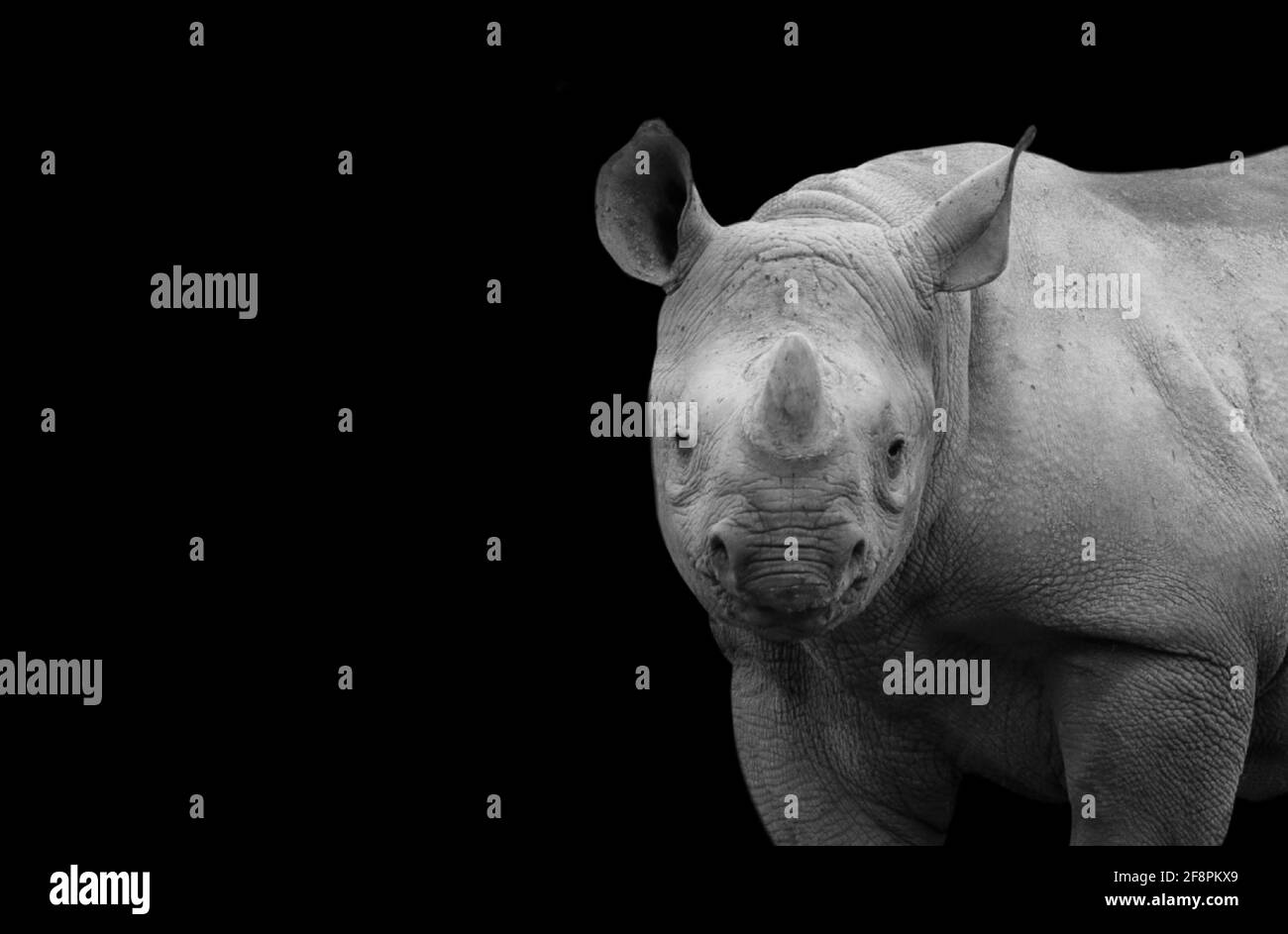 Cute Smiling Rhino Standing In The Black Background Stock Photo