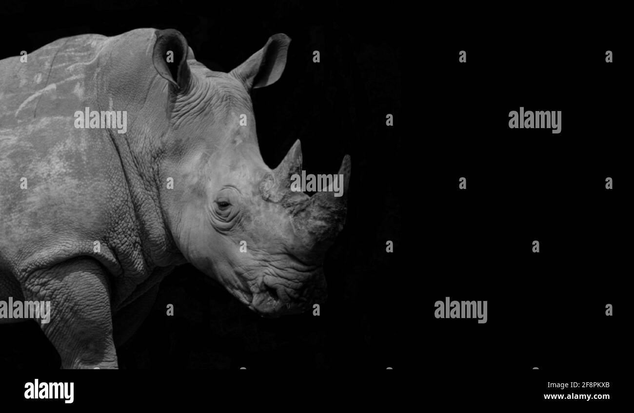 Black rhino white background hi-res stock photography and images - Alamy