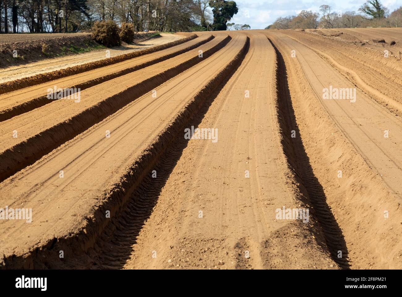 Deep furrows in sandy soil prepared for crop of potatoes, Shottisham, Suffolk, England, UK Stock Photo