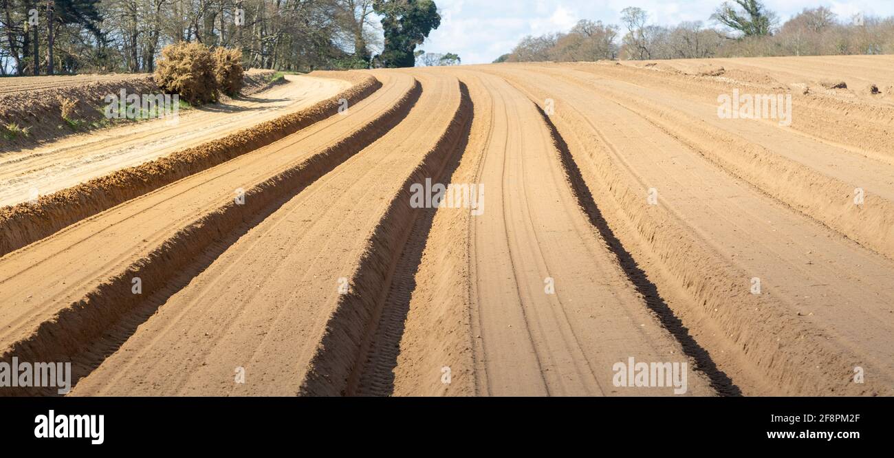 Deep furrows in sandy soil prepared for crop of potatoes, Shottisham, Suffolk, England, UK Stock Photo