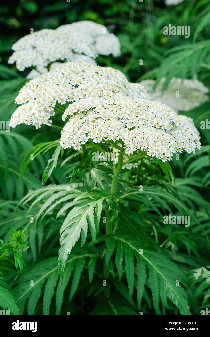 White Yarrow, White Achillea. Achillea millefolium. Flat clusters of creamy-white flowers. Gordaldo, nosebleed plant, old man's pepper, devil's nettle Stock Photo