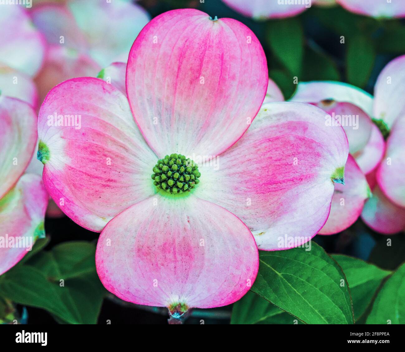 Dogwood tree blooming in the spring Stock Photo