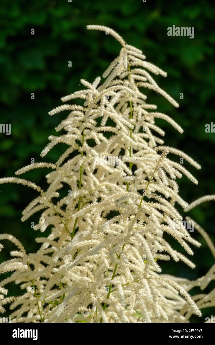 Astilbe arendsii 'Snowdrift'. Chinese Astilbe. False Spirea 'Snowdrift'. Hybrid Astilbe. Stock Photo