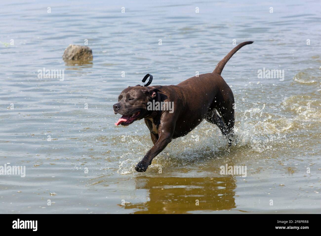 Are Pitbulls Good Running Dogs