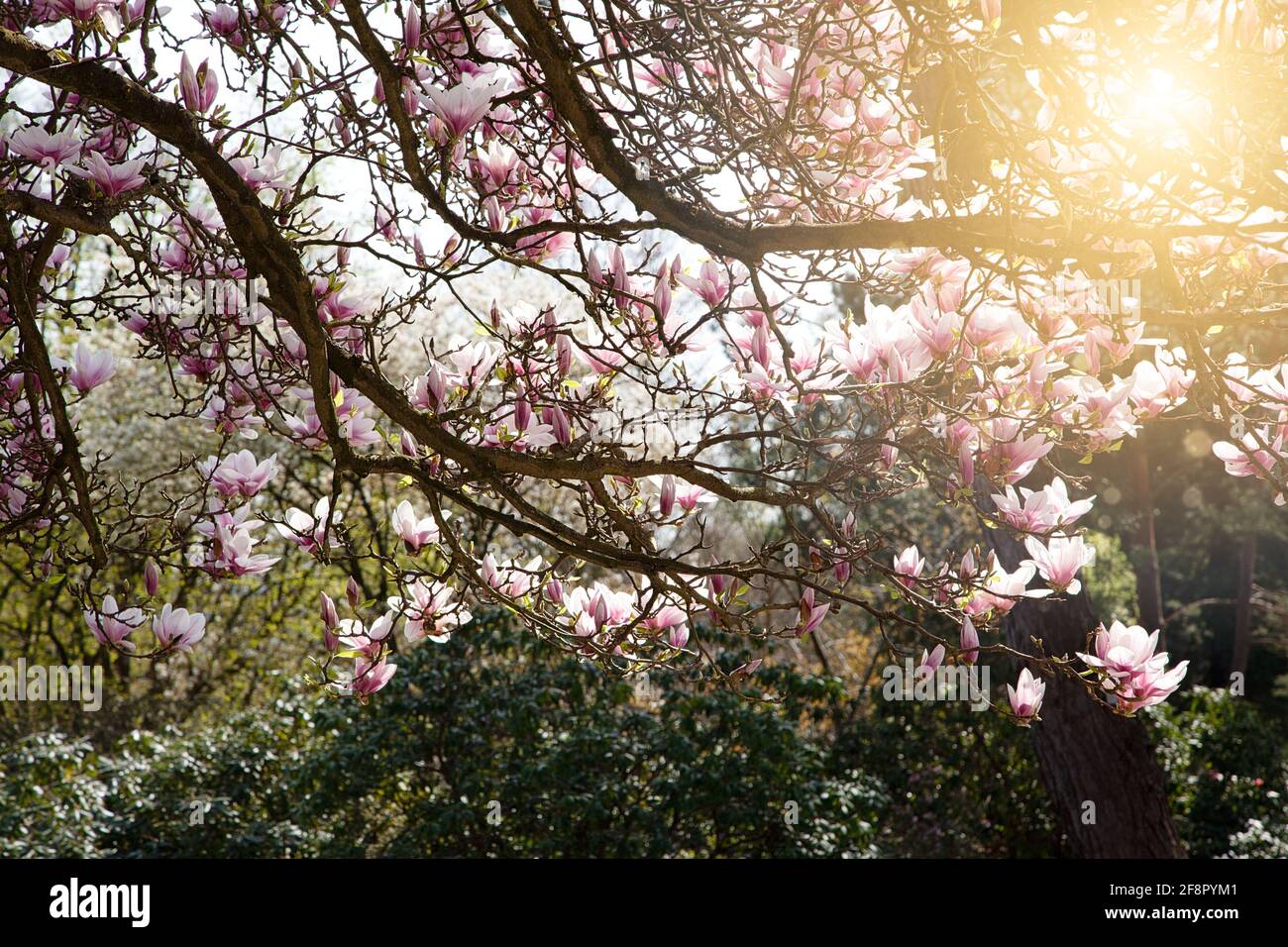 Magnolie im Frühling Stock Photo