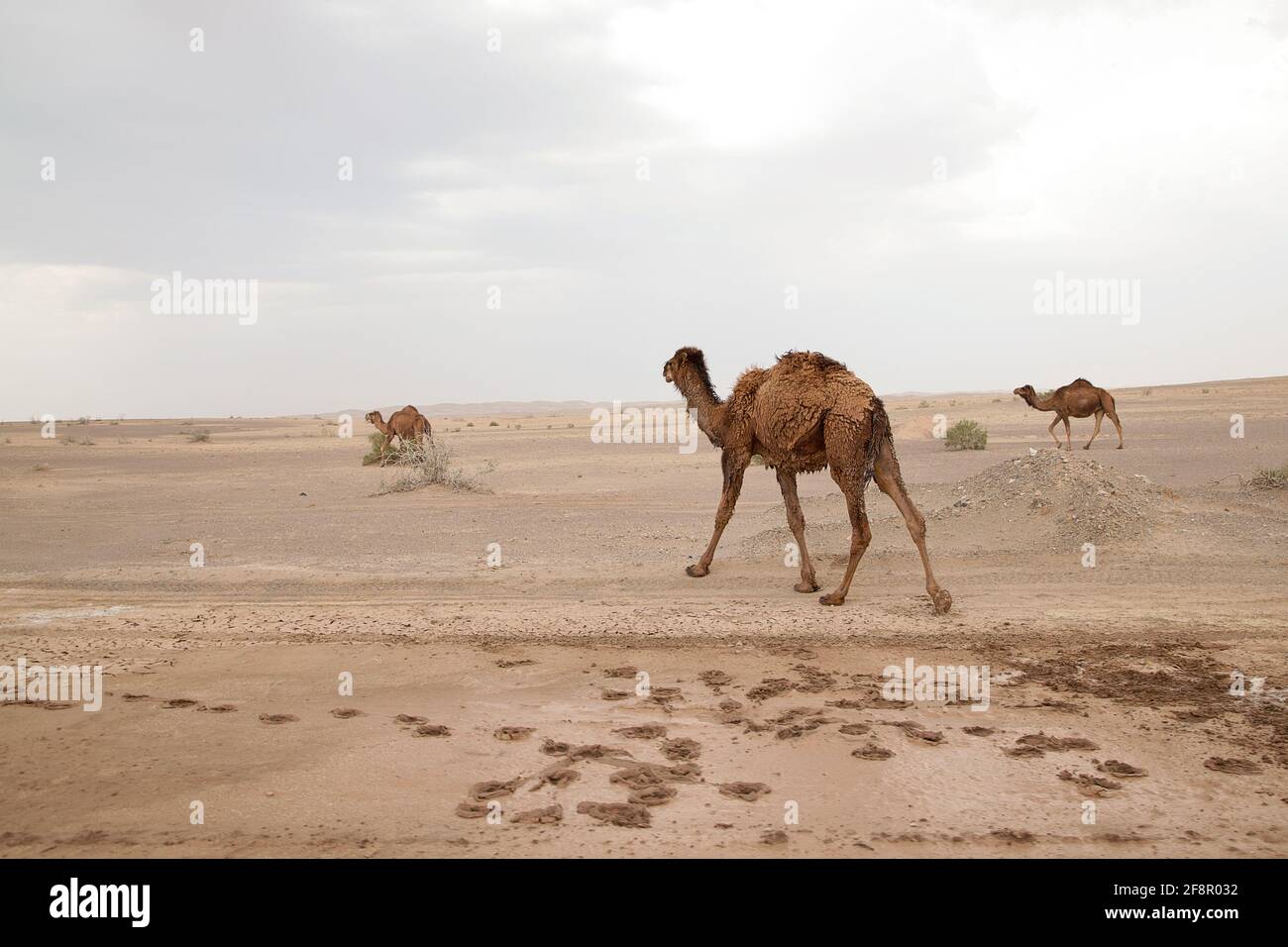 Kamele in der Wüste, Iran Stock Photo