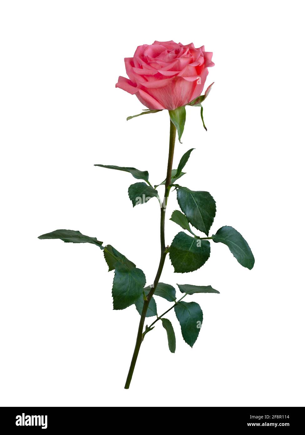 Pink rose with green leaves isolated on white background Stock Photo ...