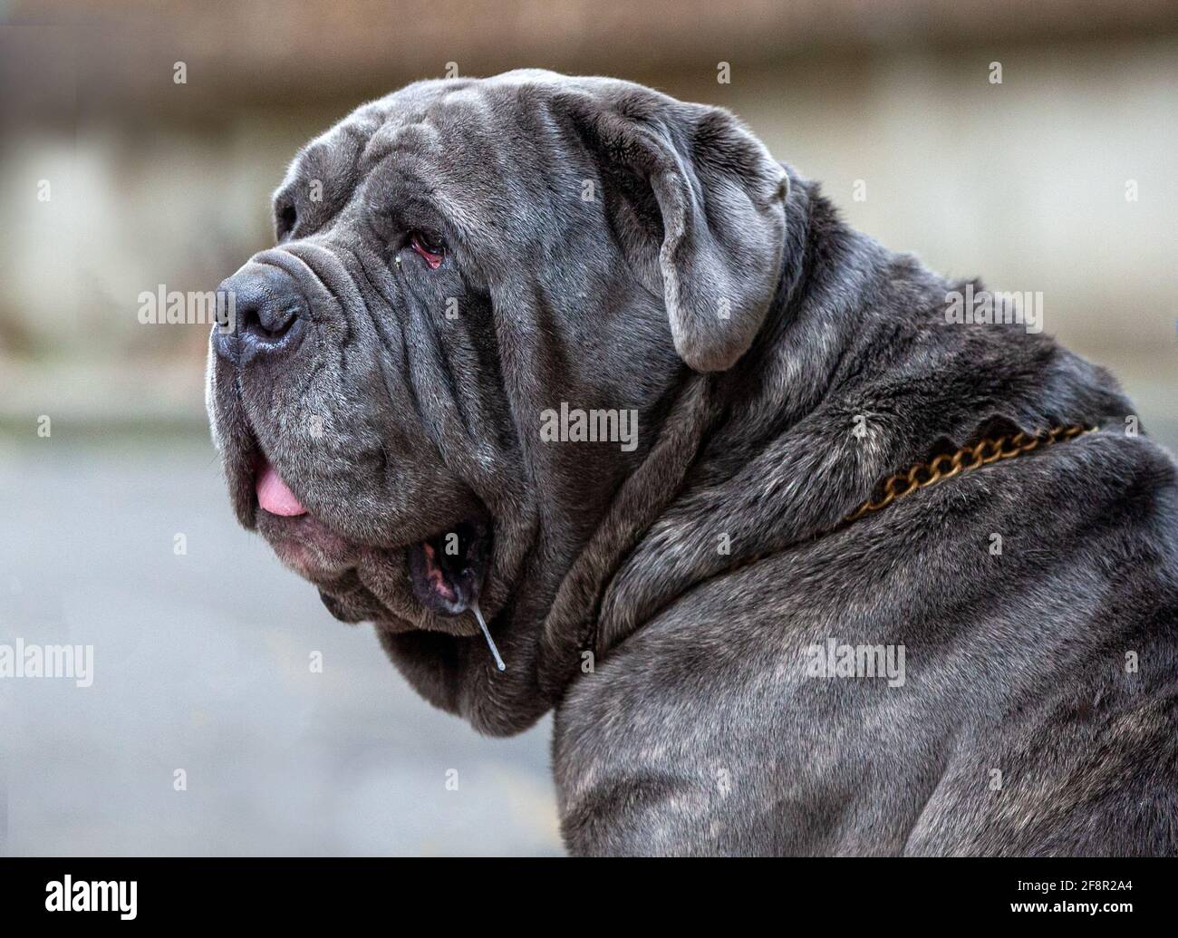 Neapolitan Mastiff at a dog show Stock Photo
