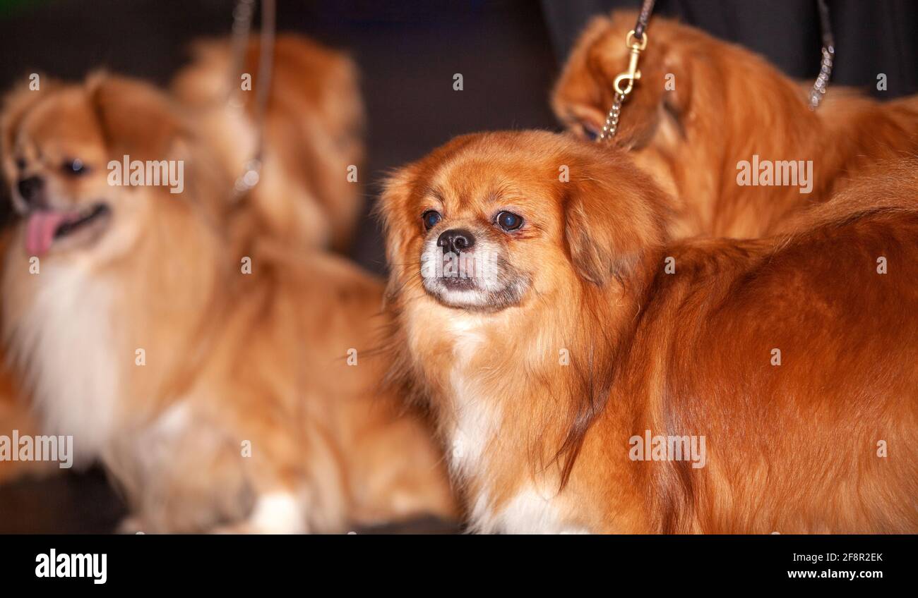 Tibetan Spaniels Stock Photo