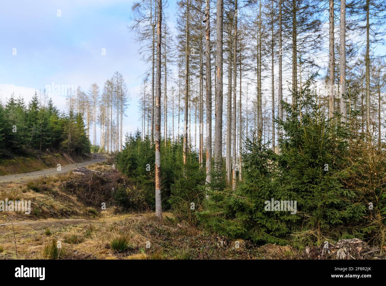 Conifer Trees Disease High Resolution Stock Photography And Images Alamy