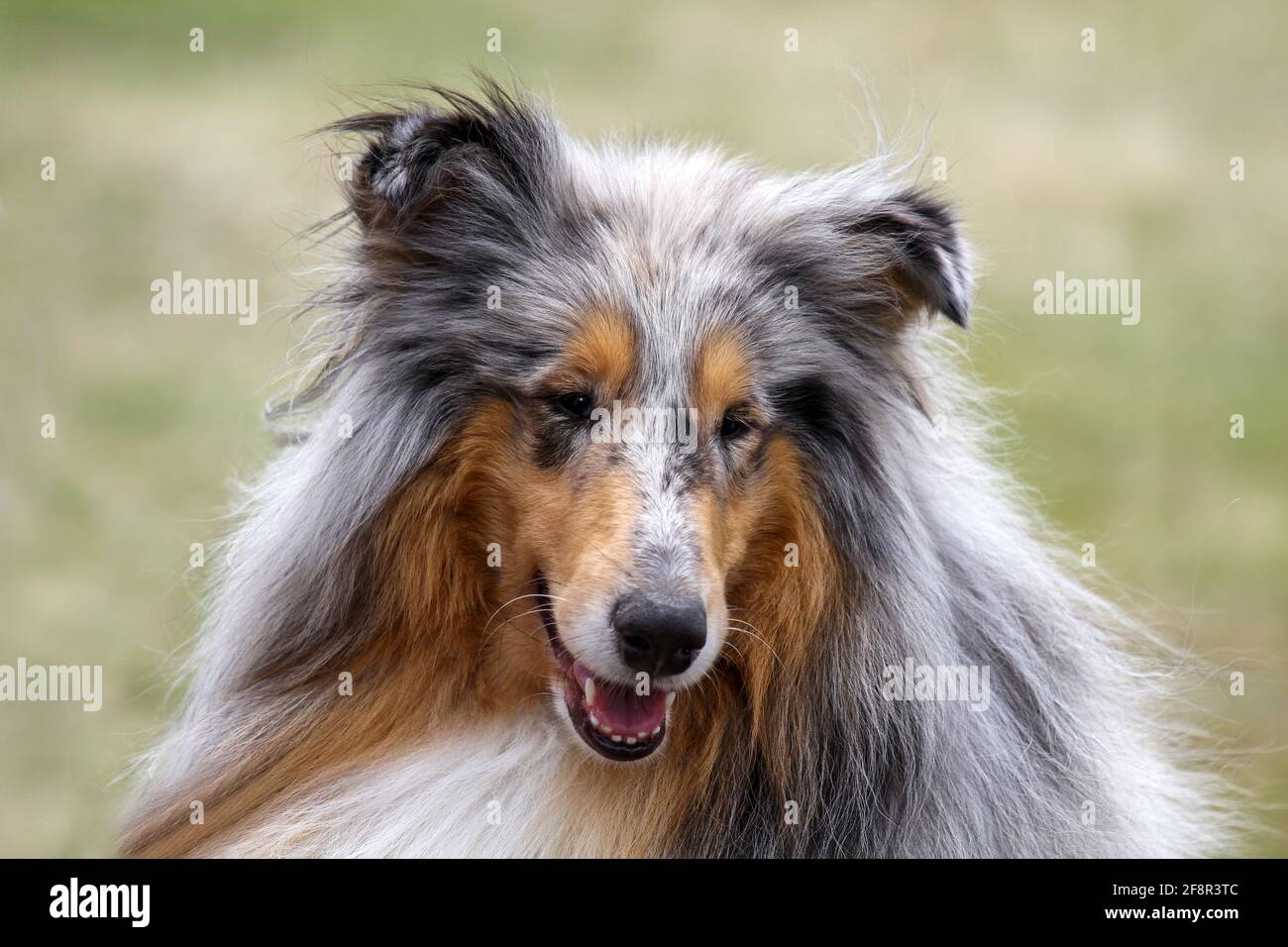 Merle Rough Collie Stock Photo