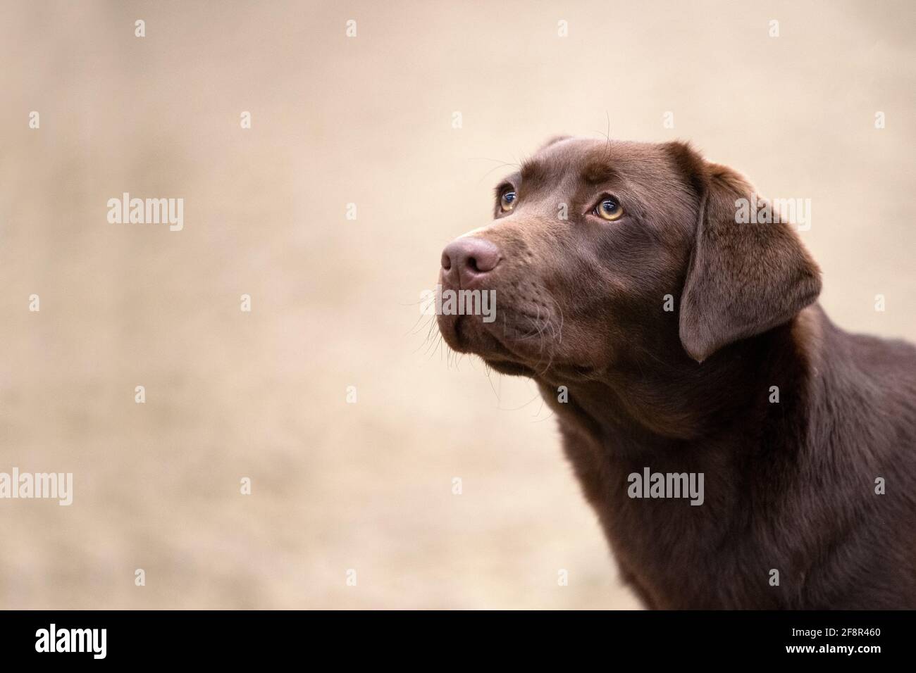 Brown labrador retriever hi-res stock photography and images - Alamy
