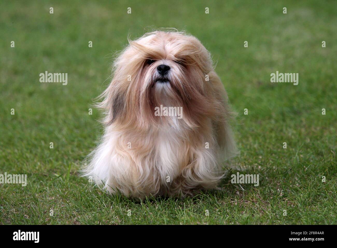 Long haired Lhasa Apso Stock Photo