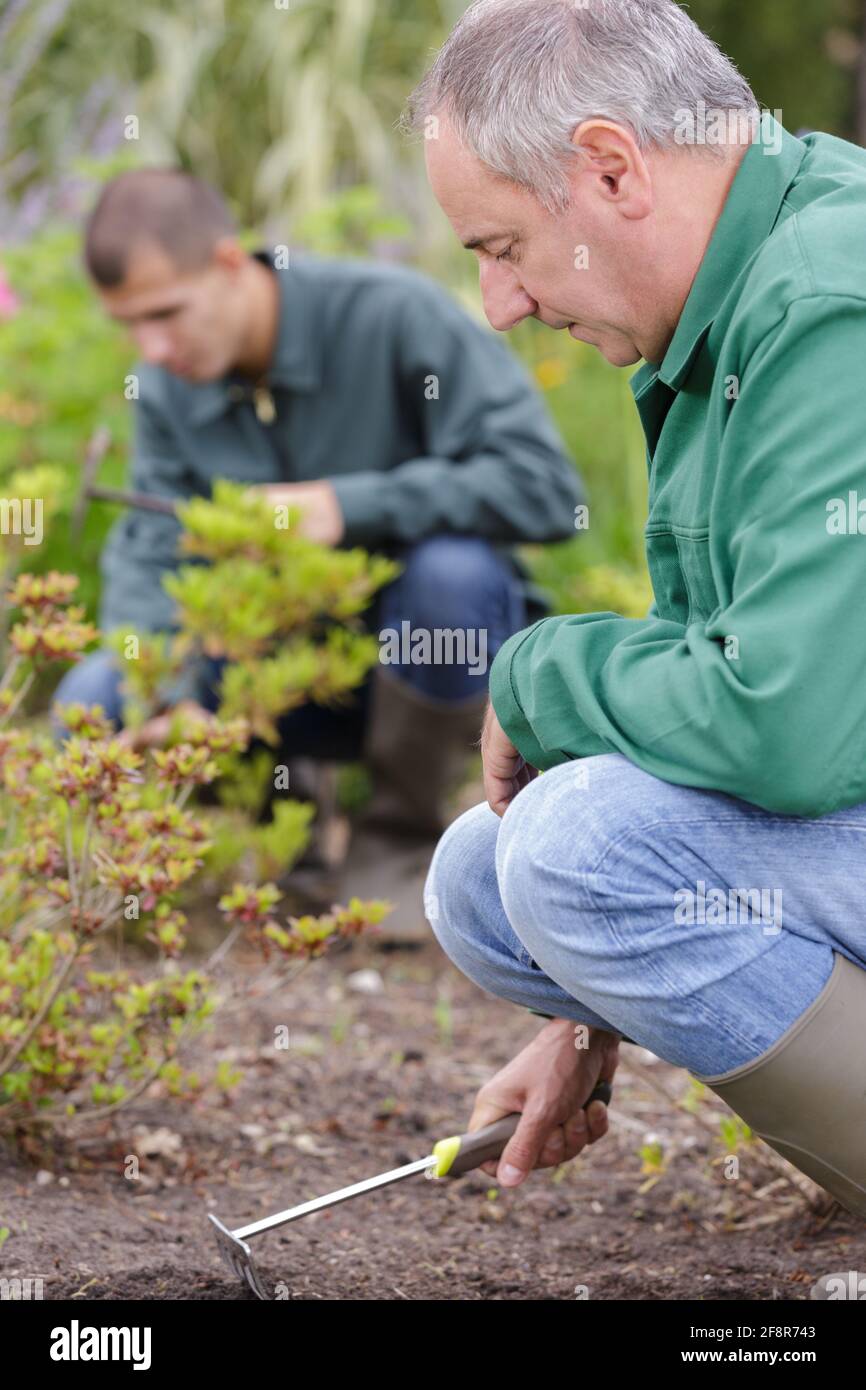mature male gardener weeding flower beds Stock Photo