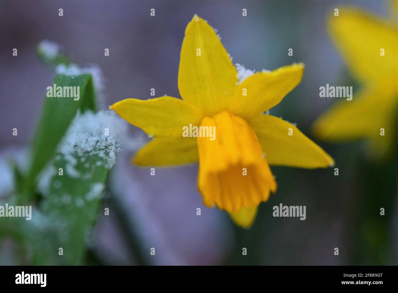 Close up of a yellow daffodil in the snow with different focus Stock Photo