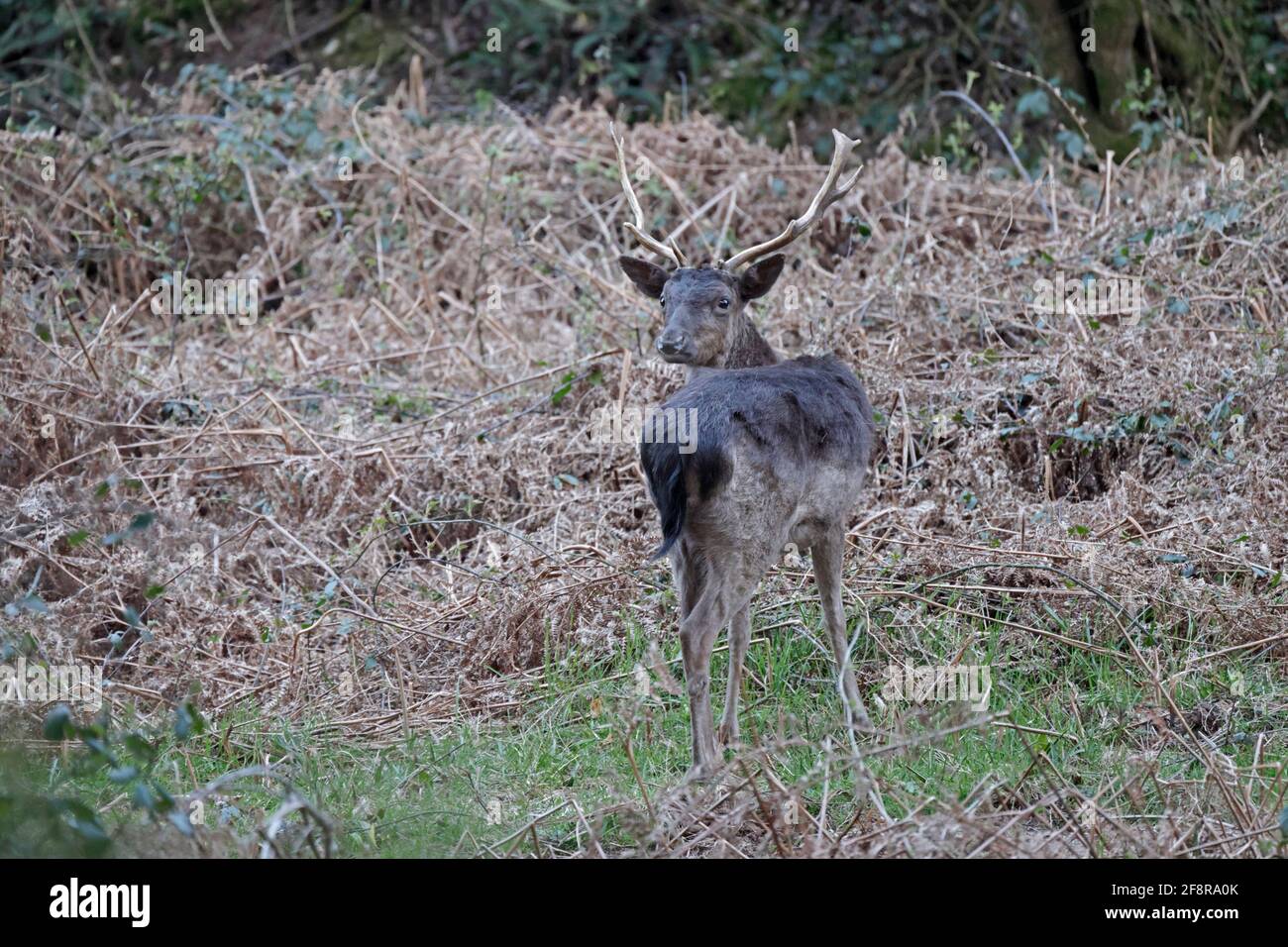 Male Fallow Deer Forest of Dean UK Stock Photo