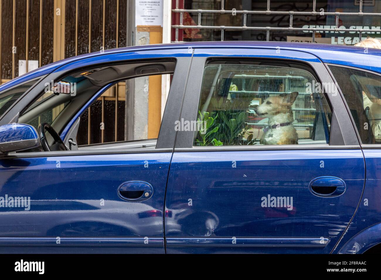 Cute Dog Waits patiently in Dented Car for its Owner, Italy Stock Photo
