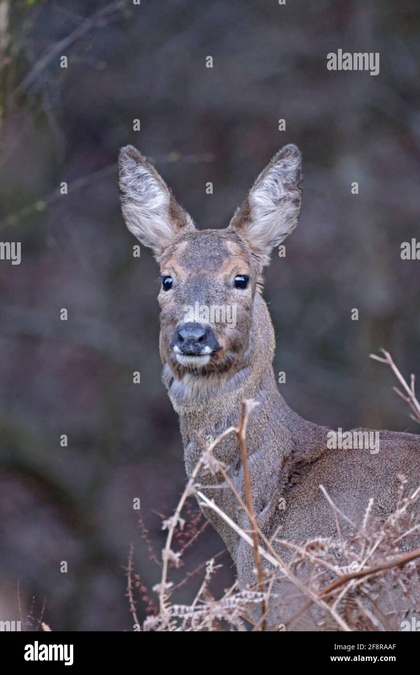 Female Roe Deer Forest of Dean UK Stock Photo