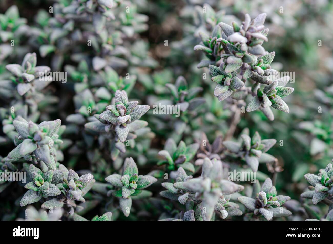 Thyme Plant High Resolution Stock Photography And Images Alamy