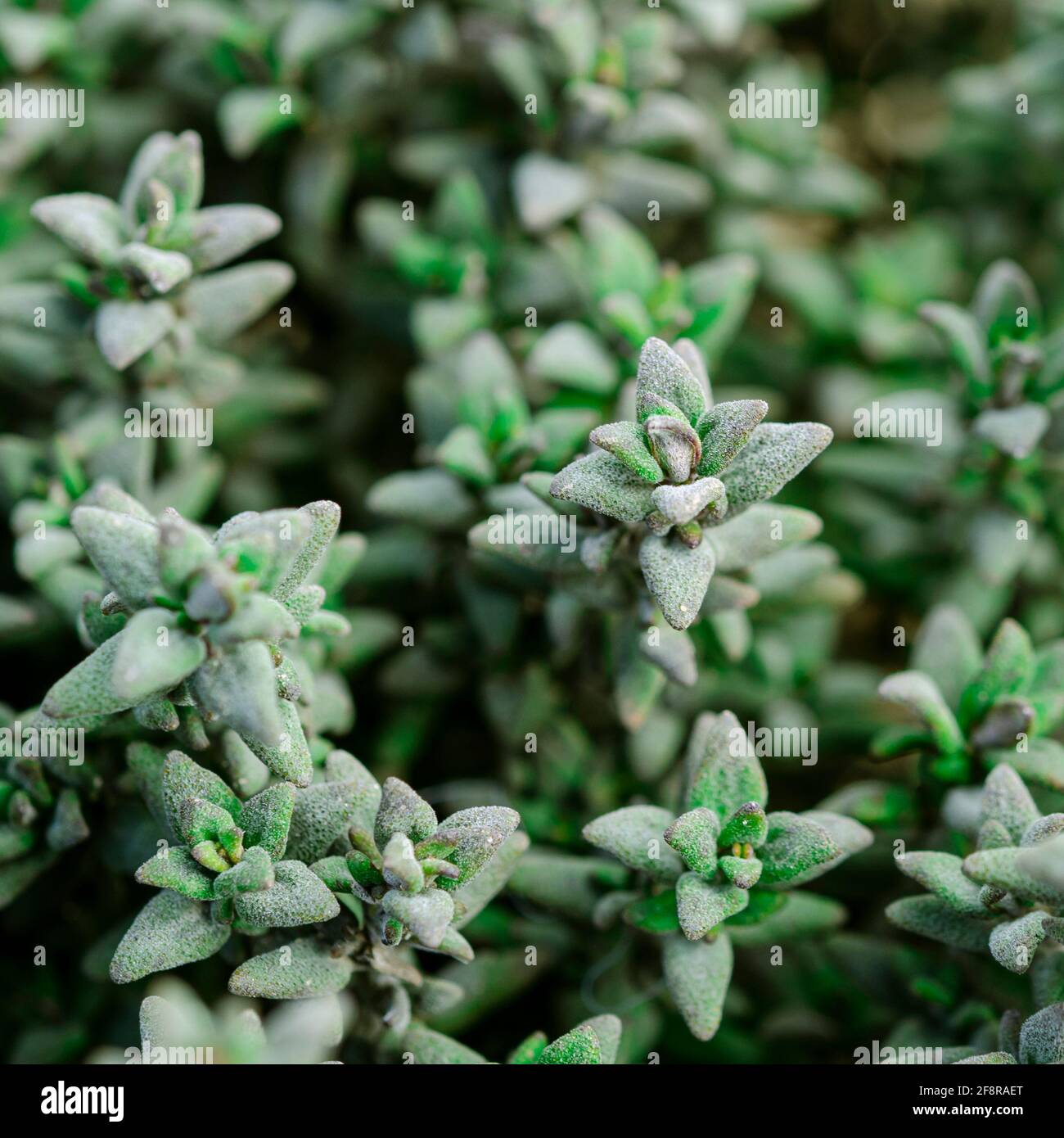 Green Lemon Thyme plant, close up macro Stock Photo Alamy