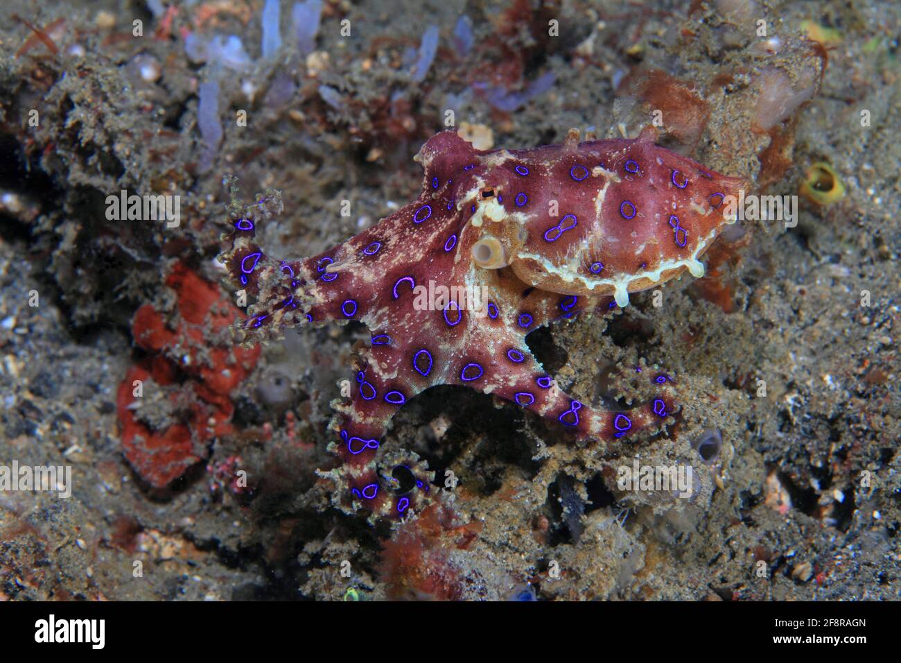 Blauringkrake (Hapalochlaena sp.4), (Lembeh, Sulawesi, Indonesien) - Blueringed octopus (Lembeh, Sulawesi, Indonesia) Stock Photo